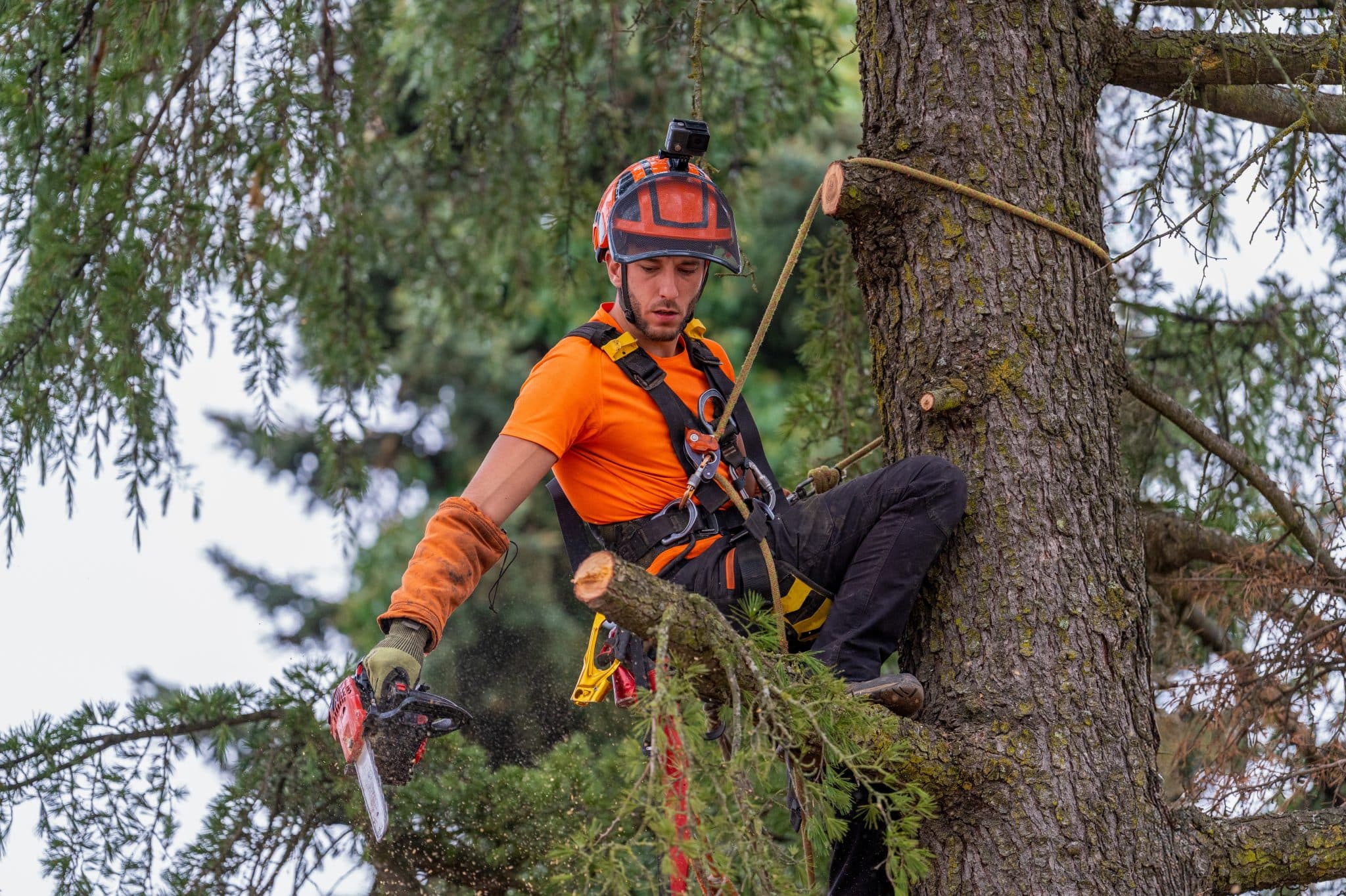 Arborist with a chainsaw trimming a tall tree